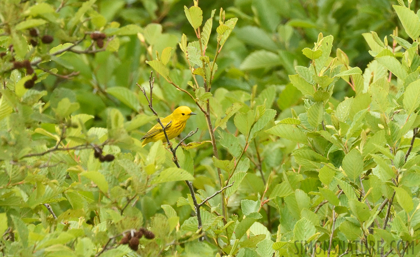 Setophaga petechia [400 mm, 1/1000 Sek. bei f / 8.0, ISO 1000]